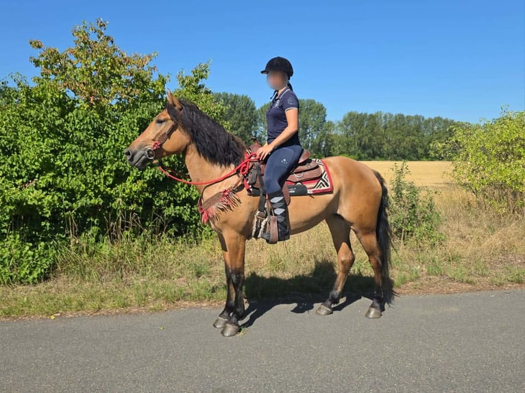 Inne kuce/małe konie Klacz 4 lat 154 cm Bułana in Linkenbach