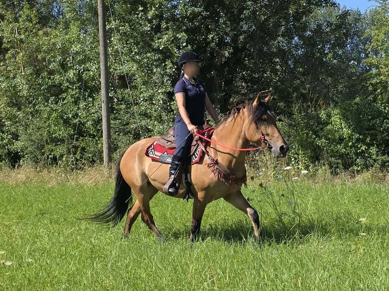 Inne kuce/małe konie Klacz 4 lat 154 cm Bułana in Linkenbach