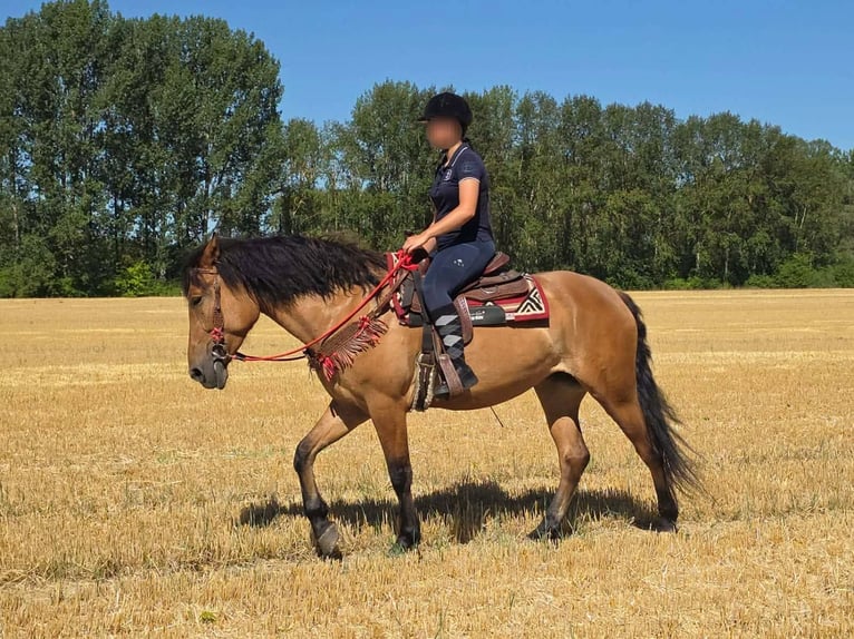 Inne kuce/małe konie Klacz 4 lat 154 cm Bułana in Linkenbach