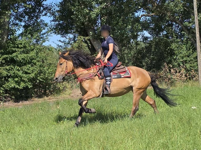 Inne kuce/małe konie Klacz 4 lat 154 cm Bułana in Linkenbach