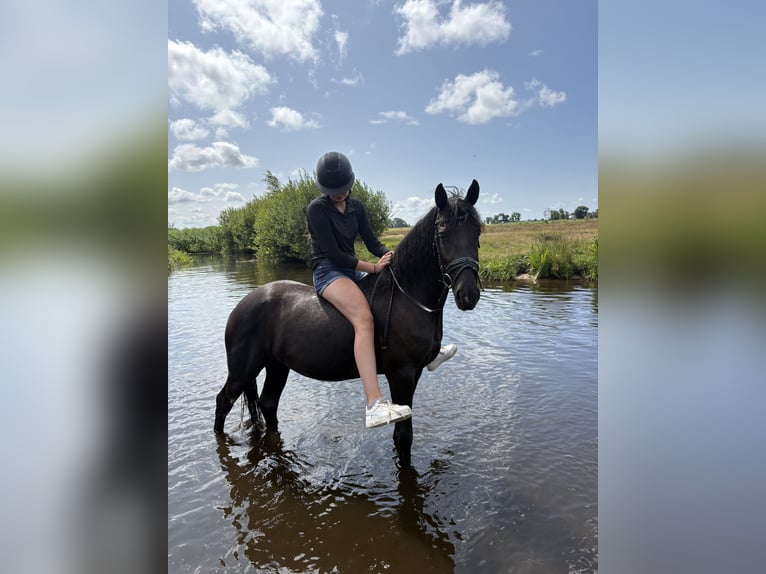 Inne kuce/małe konie Klacz 4 lat 155 cm Kara in Bergen (NH)