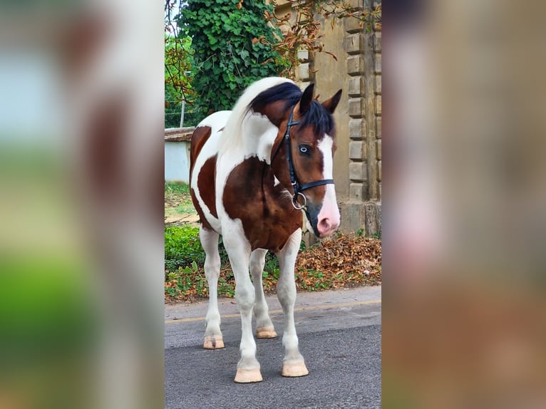 Inne kuce/małe konie Klacz 4 lat 155 cm Srokata in Neu Gaarz