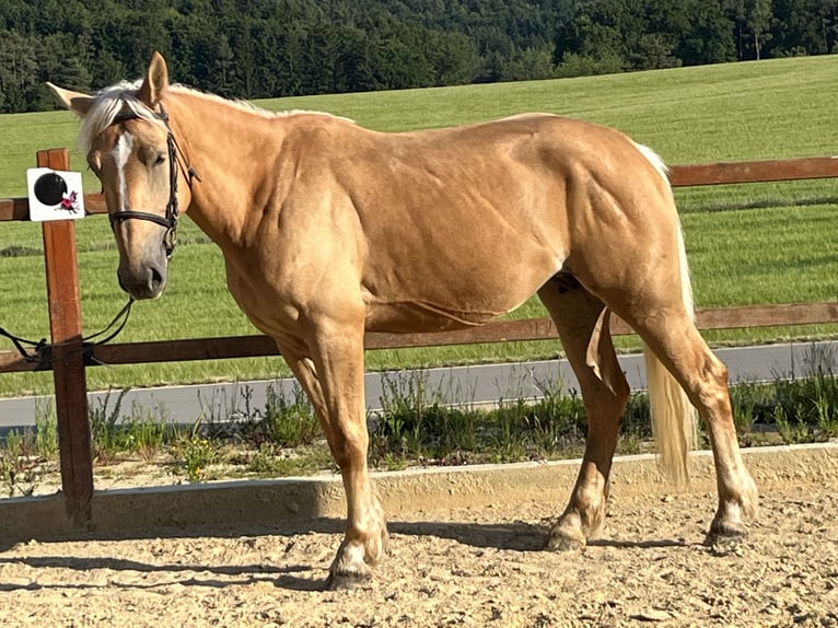 Inne kuce/małe konie Klacz 4 lat 163 cm Izabelowata in Ursensollen