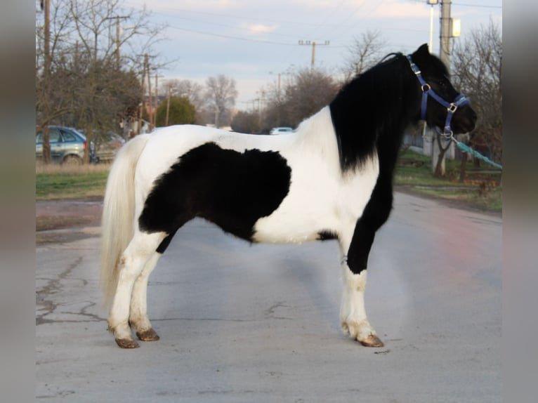 Inne kuce/małe konie Klacz 5 lat 123 cm Srokata in Békés