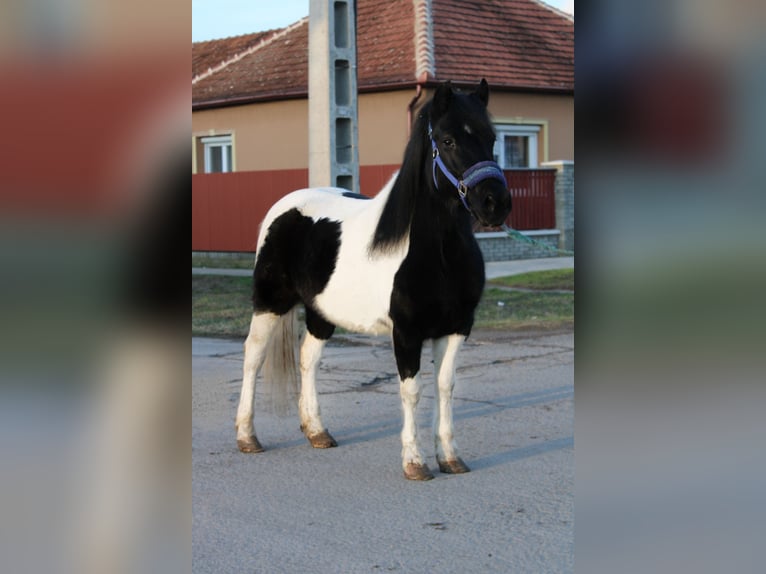 Inne kuce/małe konie Klacz 5 lat 123 cm Srokata in Békés
