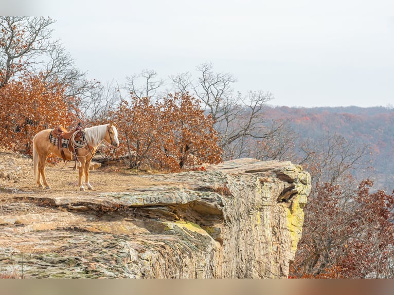 Inne kuce/małe konie Klacz 5 lat 135 cm Izabelowata in Weaubleau