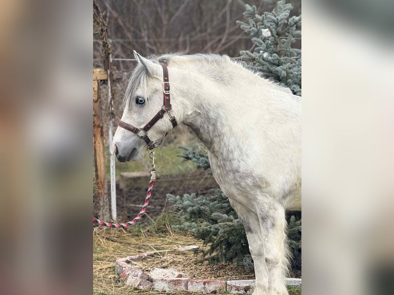 Inne kuce/małe konie Klacz 5 lat 135 cm Srokata in Csabacs&#x171;d