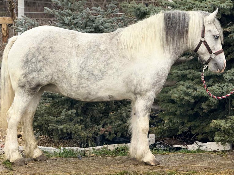 Inne kuce/małe konie Klacz 5 lat 135 cm Srokata in Csabacs&#x171;d