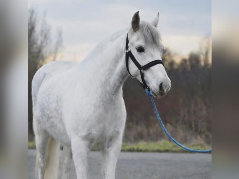 Inne kuce/małe konie Klacz 5 lat 136 cm Siwa in Békésszentandrás
