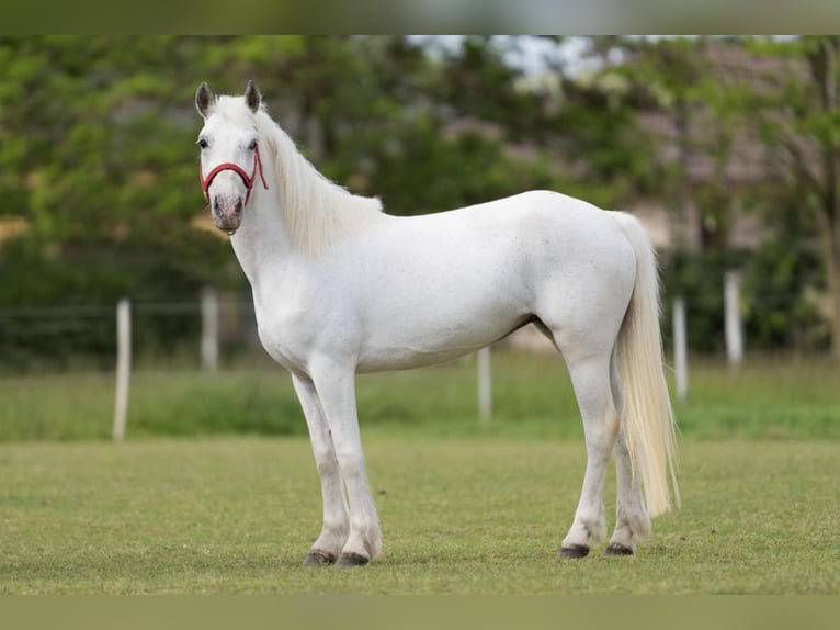 Inne kuce/małe konie Klacz 5 lat 141 cm Siwa in G&#xF6;tzendorf an der Leitha