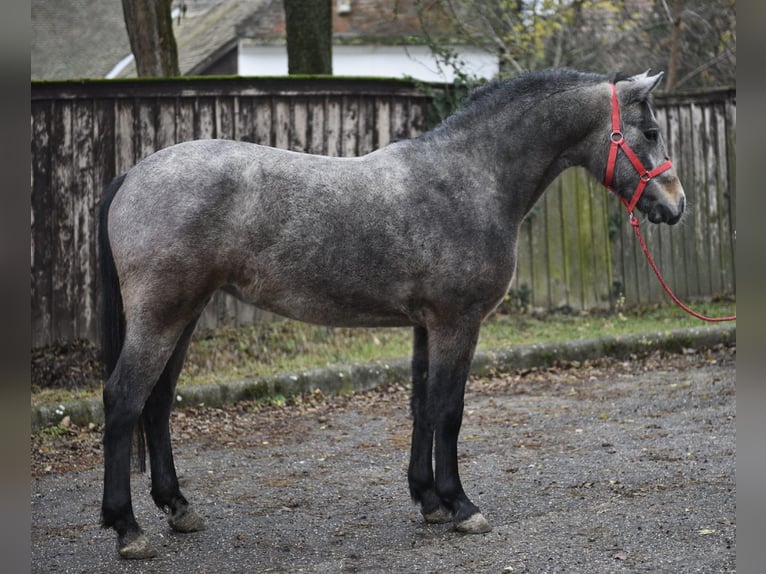 Inne kuce/małe konie Klacz 5 lat 142 cm Kasztanowatodereszowata in Gyula