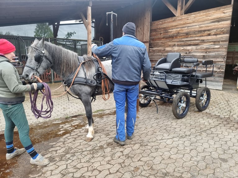 Inne kuce/małe konie Mix Klacz 5 lat 143 cm Może być siwy in Schwarzenbruck