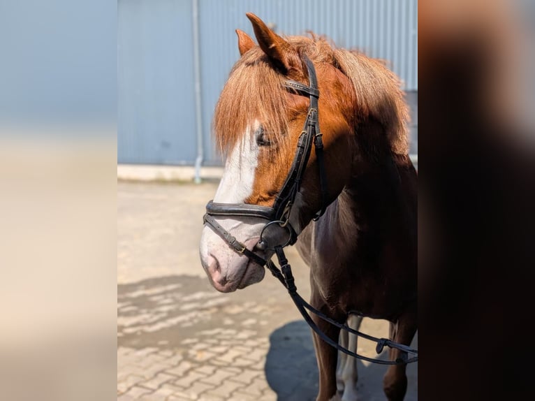 Inne kuce/małe konie Klacz 5 lat 145 cm Kasztanowata in Salzbergen