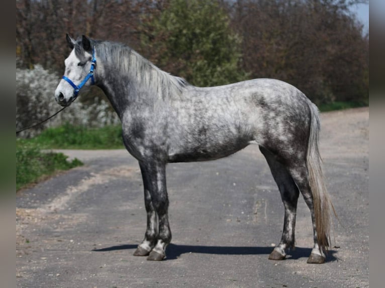 Inne kuce/małe konie Klacz 5 lat 149 cm Siwa in Szarvas