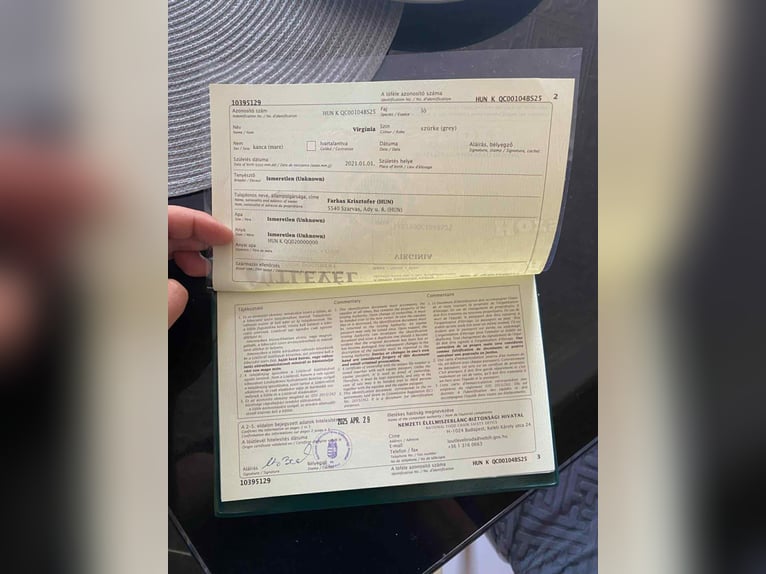 Inne kuce/małe konie Klacz 5 lat 149 cm Siwa in Szarvas