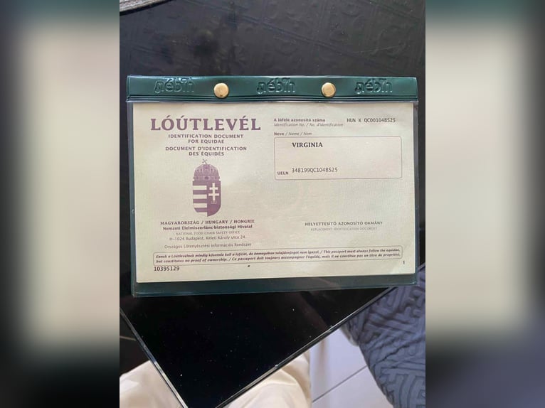 Inne kuce/małe konie Klacz 5 lat 149 cm Siwa in Szarvas
