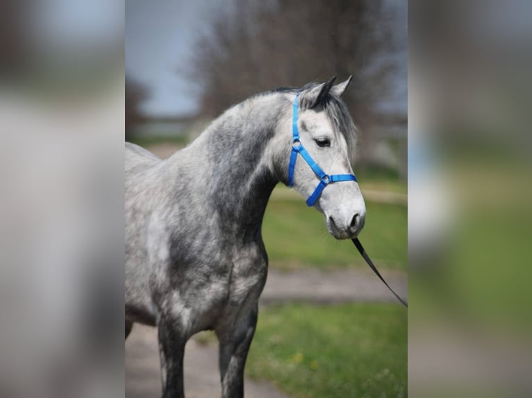 Inne kuce/małe konie Klacz 5 lat 149 cm Siwa in Szarvas
