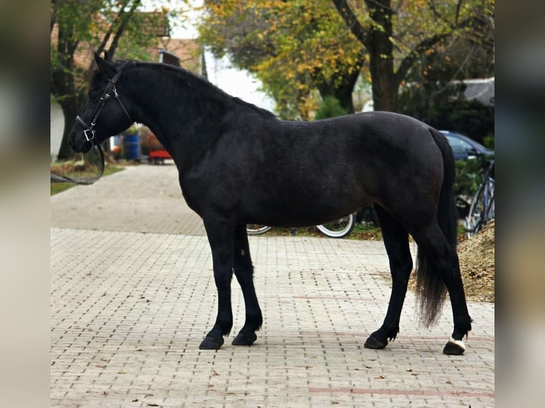 Inne kuce/małe konie Klacz 5 lat 150 cm Kara in Békéscsaba