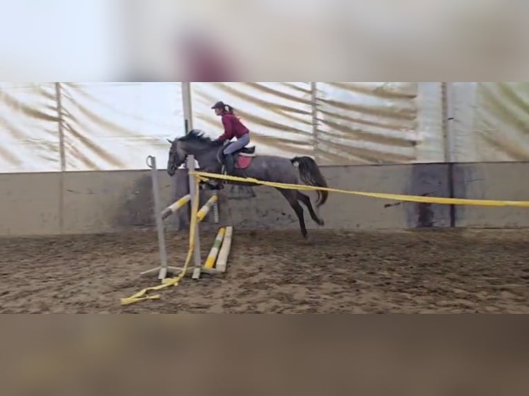 Inne kuce/małe konie Klacz 5 lat 150 cm Kasztanowatodereszowata in Békéscsaba Inne kuce/małe konie Klacz 5 lat 150 cm Kasztanowatodereszowata in Békéscsaba