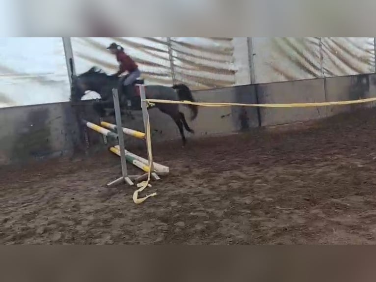 Inne kuce/małe konie Klacz 5 lat 150 cm Kasztanowatodereszowata in Békéscsaba Inne kuce/małe konie Klacz 5 lat 150 cm Kasztanowatodereszowata in Békéscsaba