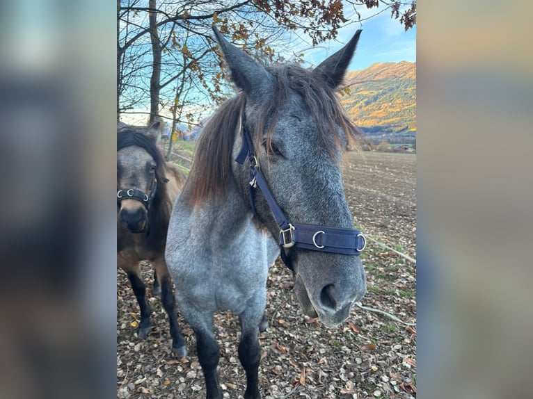 Inne kuce/małe konie Klacz 5 lat 150 cm Może być siwy in Spittal