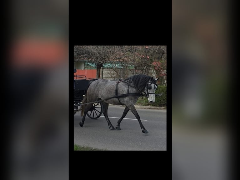 Inne kuce/małe konie Klacz 5 lat 150 cm Siwa jabłkowita in Békéscsaba