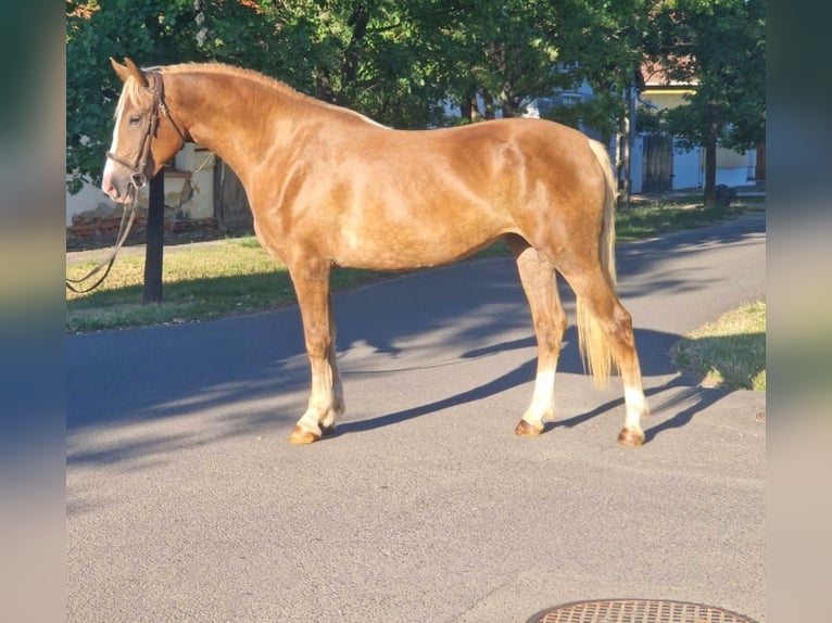 Inne kuce/małe konie Klacz 5 lat 151 cm Kasztanowata in B&#xE9;k&#xE9;scsaba