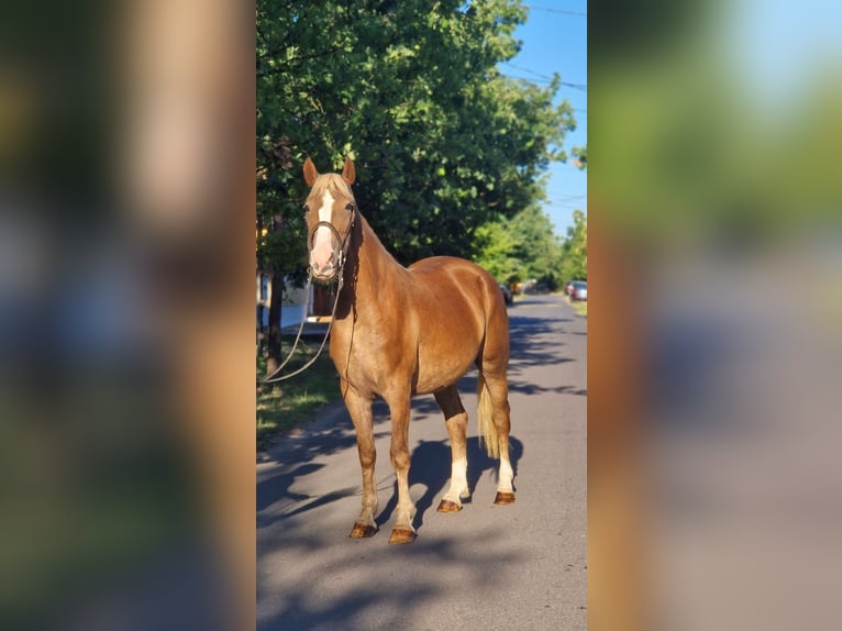 Inne kuce/małe konie Klacz 5 lat 151 cm Kasztanowata in B&#xE9;k&#xE9;scsaba