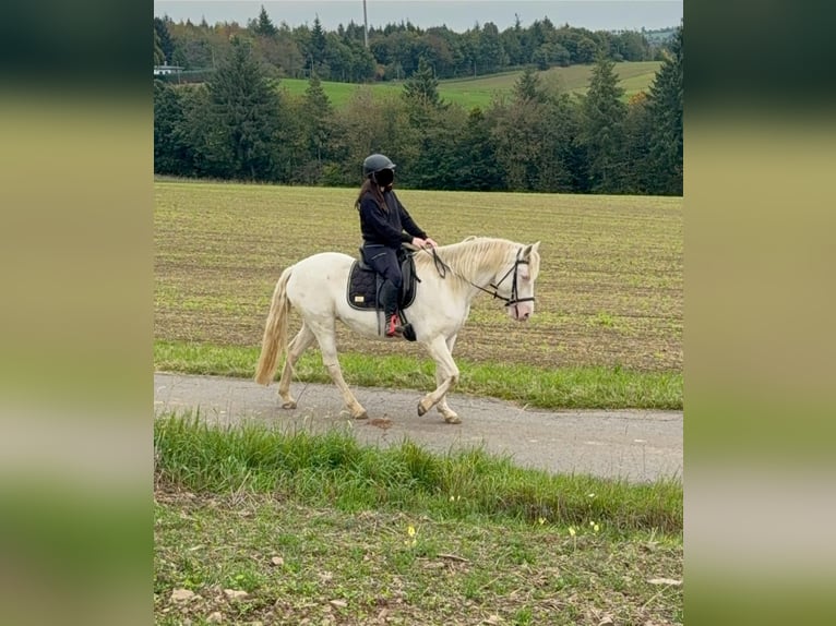 Inne kuce/małe konie Klacz 5 lat 152 cm Cremello in Daleiden
