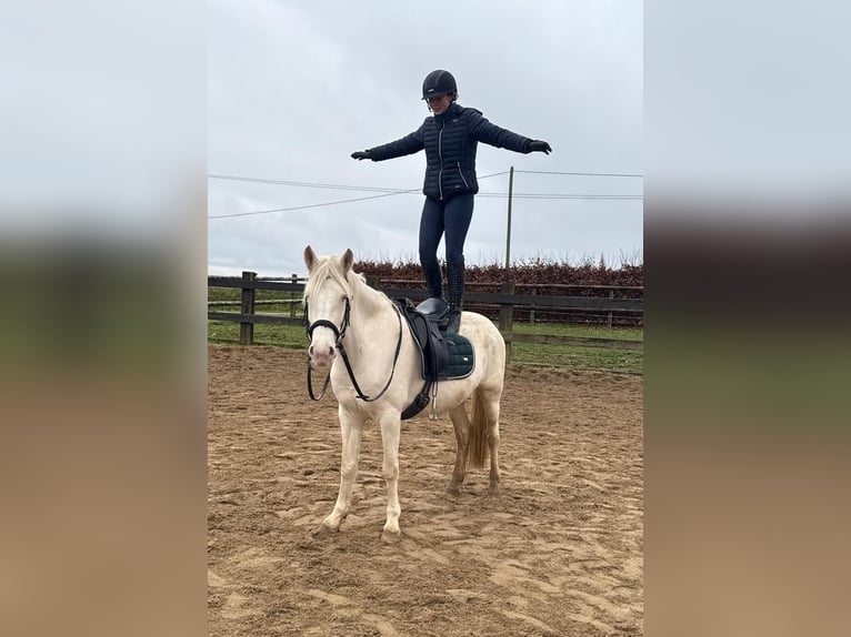 Inne kuce/małe konie Klacz 5 lat 152 cm Cremello in Daleiden