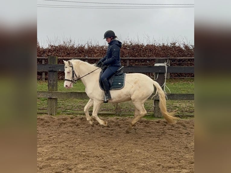 Inne kuce/małe konie Klacz 5 lat 152 cm Cremello in Daleiden