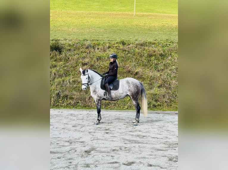 Inne kuce/małe konie Klacz 5 lat 155 cm Siwa in Sankt Veit im Pongau