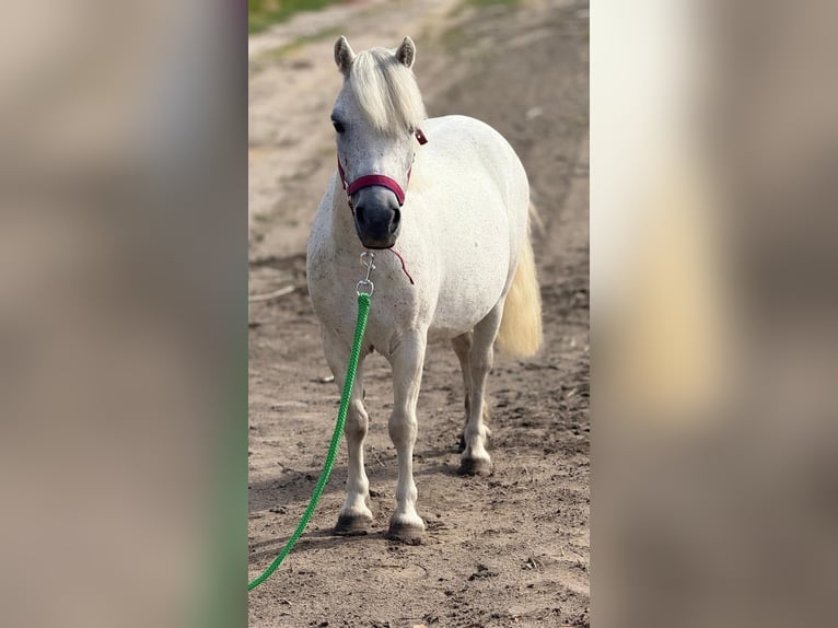 Inne kuce/małe konie Klacz 6 lat 108 cm Biała in B&#xF3;csa