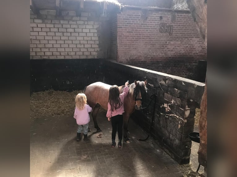 Inne kuce/małe konie Mix Klacz 6 lat 112 cm in Bunde