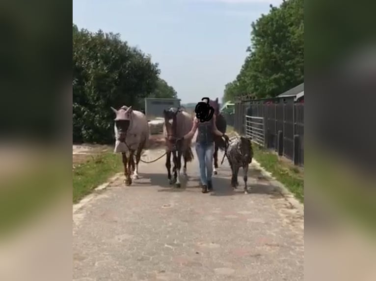 Inne kuce/małe konie Mix Klacz 6 lat 112 cm in Bunde