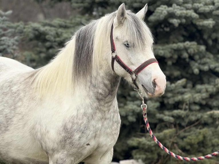 Inne kuce/małe konie Klacz 6 lat 135 cm Srokata in Csabacsűd