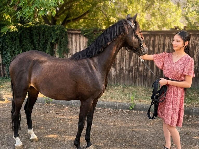 Inne kuce/małe konie Klacz 6 lat 137 cm Kara in Szarvas