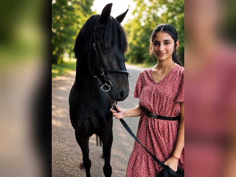 Inne kuce/małe konie Klacz 6 lat 137 cm Kara in Szarvas