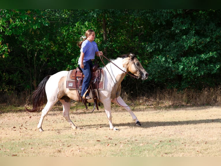 Inne kuce/małe konie Klacz 6 lat 142 cm Srokata in Terrell