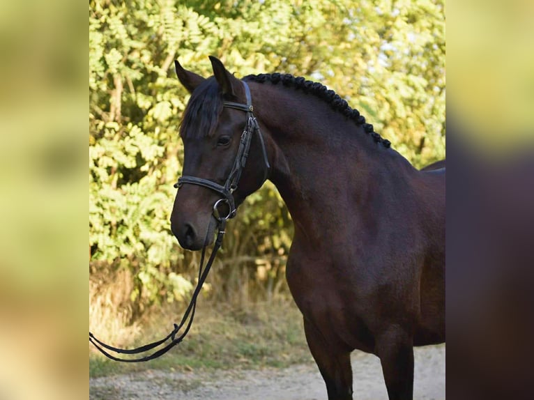 Inne kuce/małe konie Klacz 6 lat 144 cm Ciemnogniada in Hódmezővásárhely Inne kuce/małe konie Klacz 6 lat 144 cm Ciemnogniada in Hódmezővásárhely