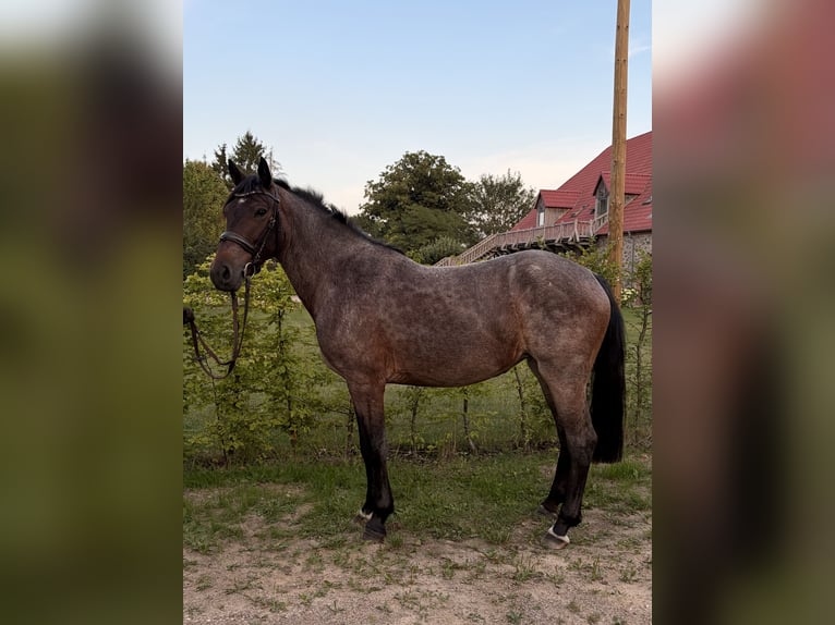 Inne kuce/małe konie Mix Klacz 6 lat 145 cm Gniadodereszowata in Waren