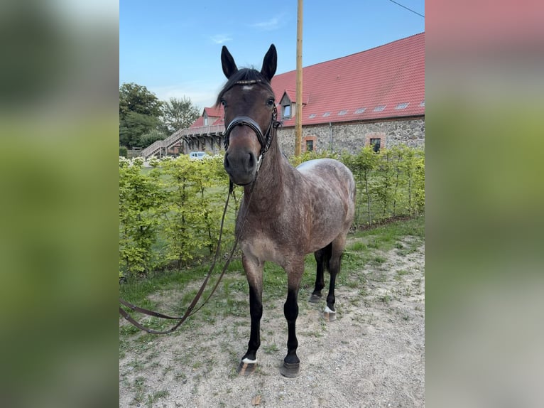 Inne kuce/małe konie Mix Klacz 6 lat 145 cm Gniadodereszowata in Waren