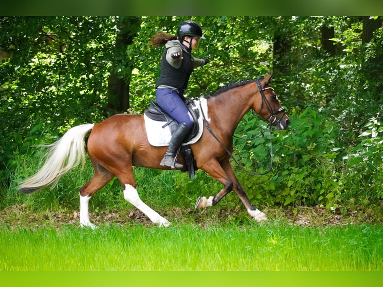 Inne kuce/małe konie Klacz 6 lat 146 cm Srokata in Nettersheim