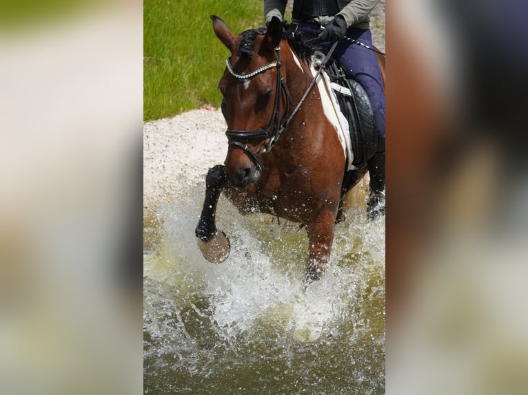Inne kuce/małe konie Klacz 6 lat 146 cm Srokata in Nettersheim