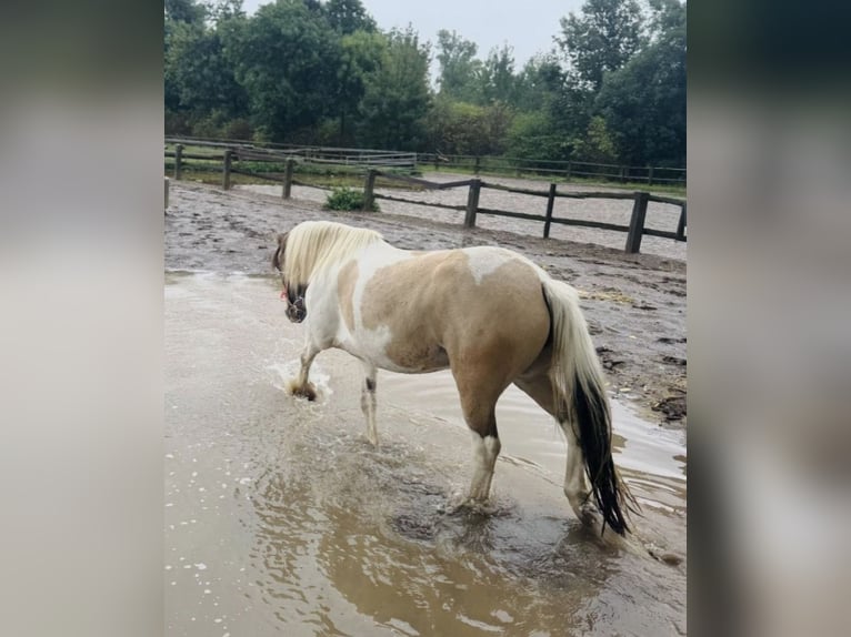 Inne kuce/małe konie Klacz 6 lat 147 cm Srokata in Neuss
