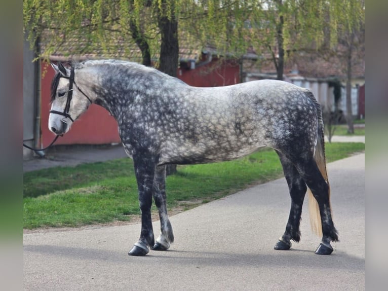 Inne kuce/małe konie Klacz 6 lat 150 cm Siwa jabłkowita in Békéscsaba