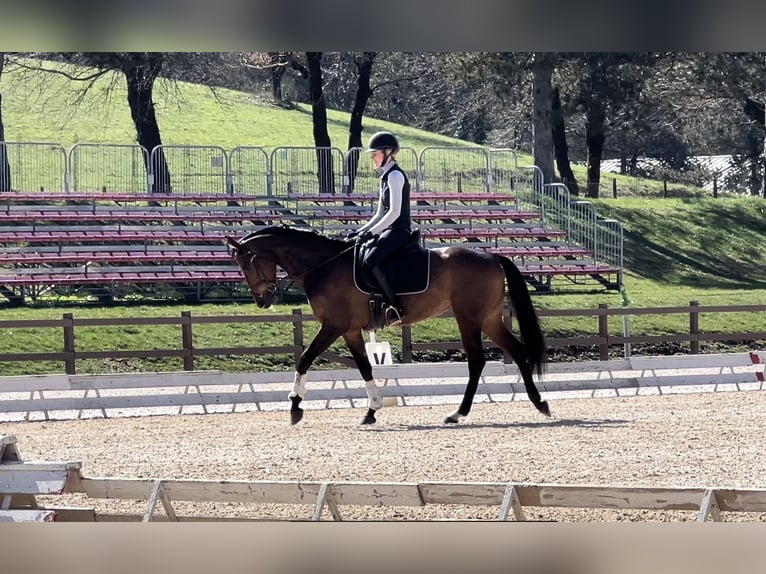 Inne kuce/małe konie Klacz 6 lat 155 cm Gniada in Roma