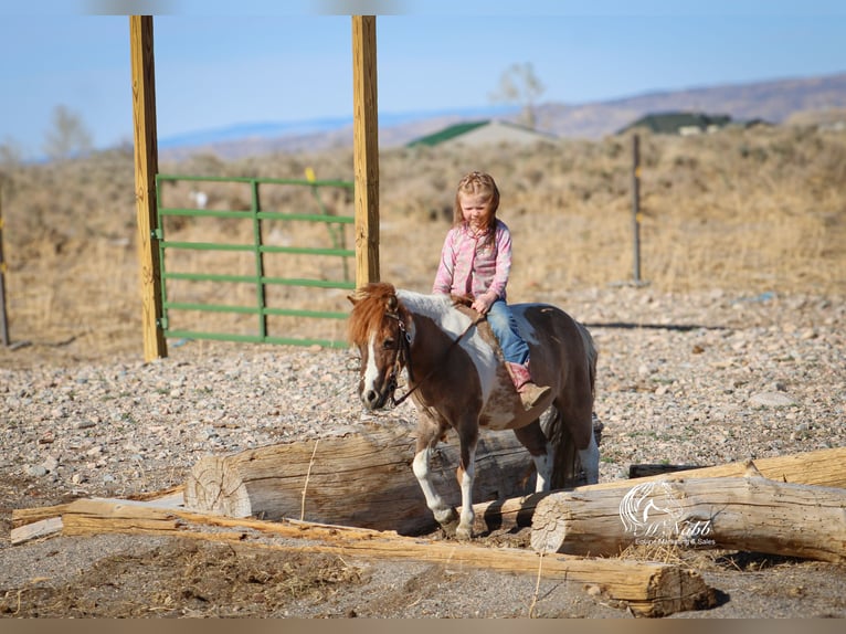 Inne kuce/małe konie Klacz 6 lat 97 cm Tobiano wszelkich maści in Cody, WY