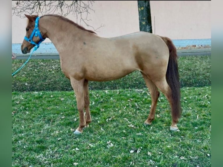 Inne kuce/małe konie Klacz 7 lat 126 cm Kasztanowata in Rechnitz