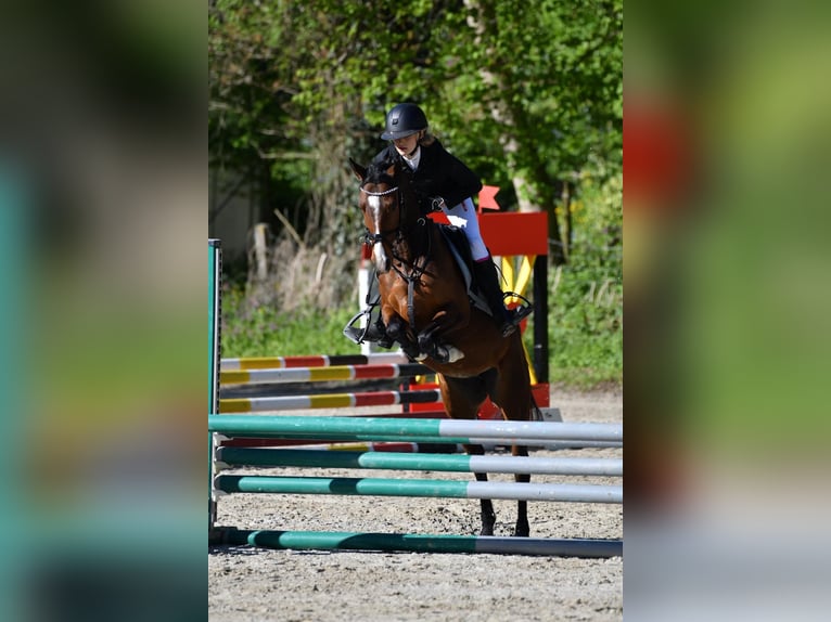 Inne kuce/małe konie Klacz 7 lat 140 cm Gniada in Kloster Schäftlarn